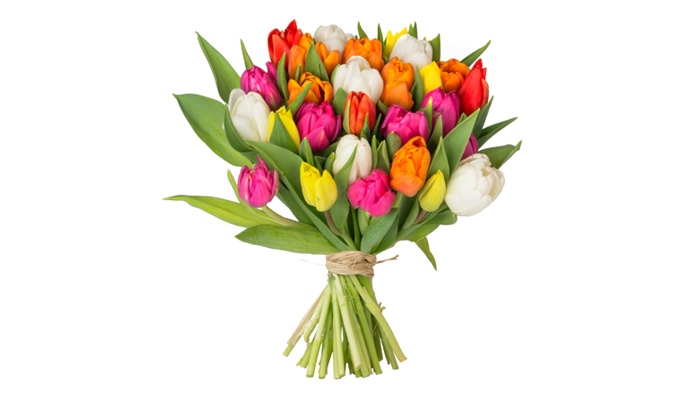 36 bunte Tulpen