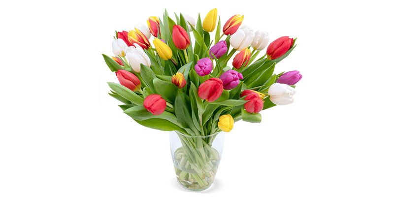 Bunte Tulpen