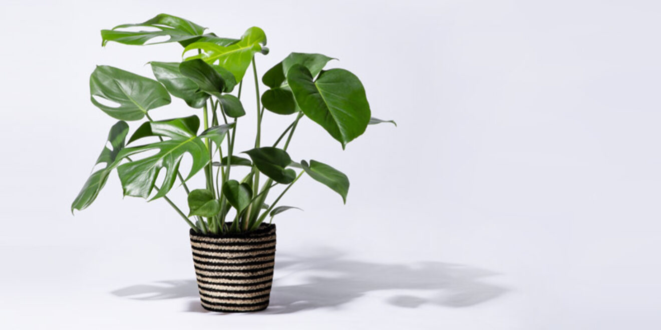 Monstera Zimmerpflanze