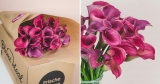 40 pinke Callas Blumen für 25,98€ bei BlumeIdeal