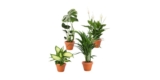 4er PflanzePlus Pflanzen-Set: Monstera (40-50cm), Dieffenbachia (40-50cm), Spathiphyllum (40-50cm) und Areca (40-50cm) für 26,98€