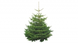 Piardino Nordmanntanne für 12,95€ – Weihnachtsbaum online bestellen