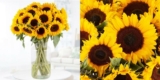 20 Sonnenblumen für 24,90€ inklusive Versand bei Blumenshop.de