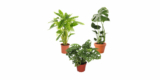 3er Zimmerpflanzen-Set (Monstera Deliciosa, Monstera Adansonii, Calathea Leopardina) für 23,98€ inkl. Versand